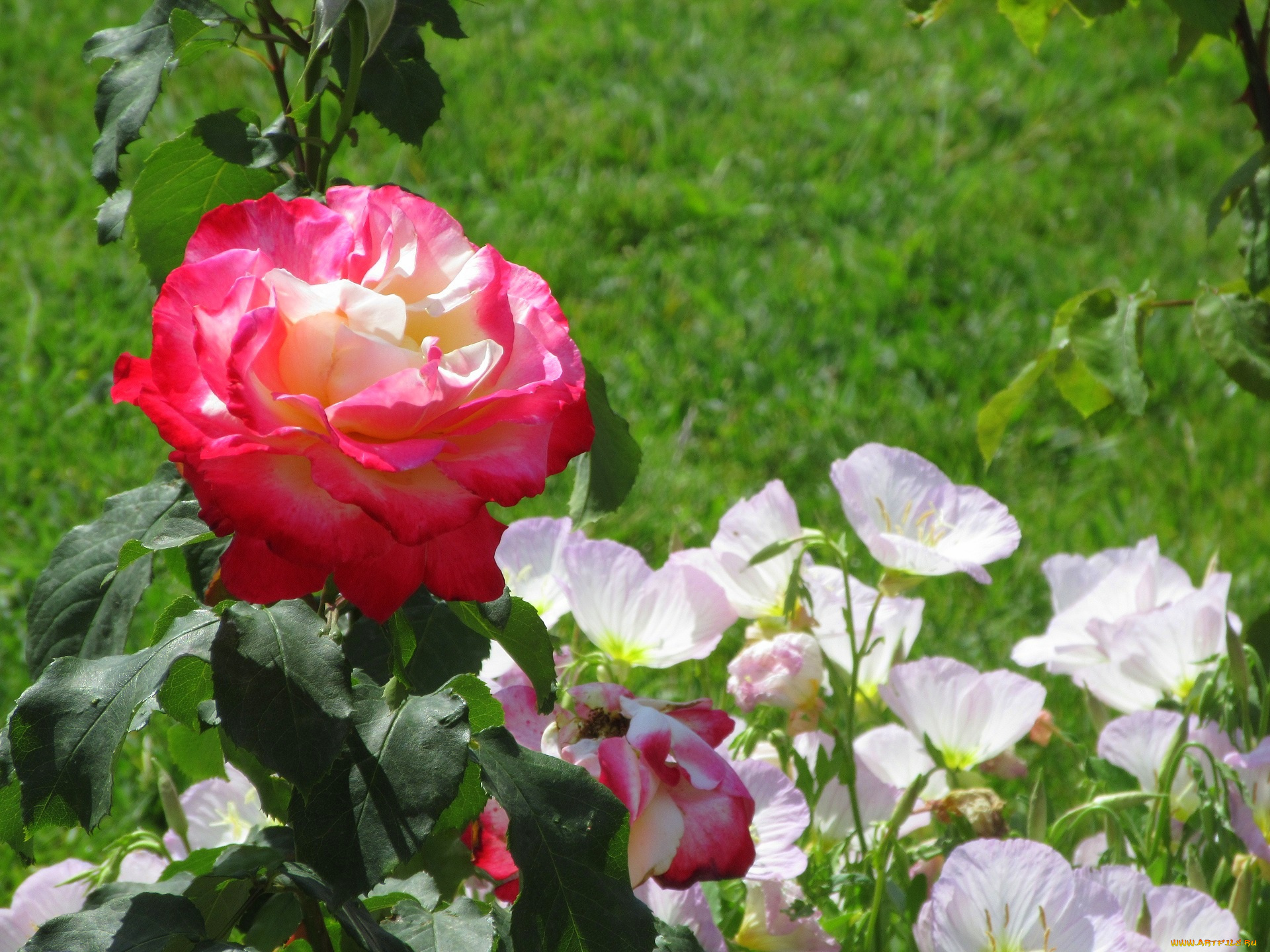 цветы, разные, вместе, лето, 2020