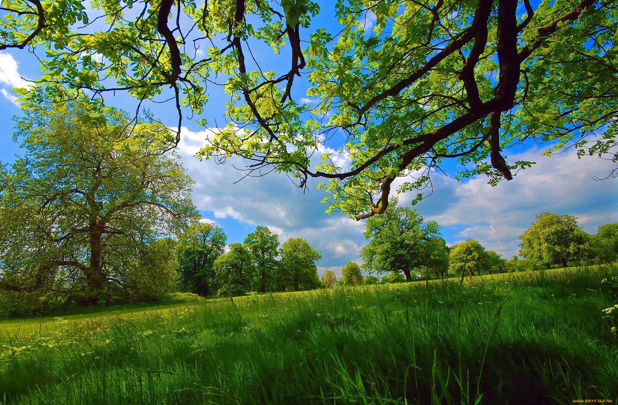 природа, луга, луг, лето