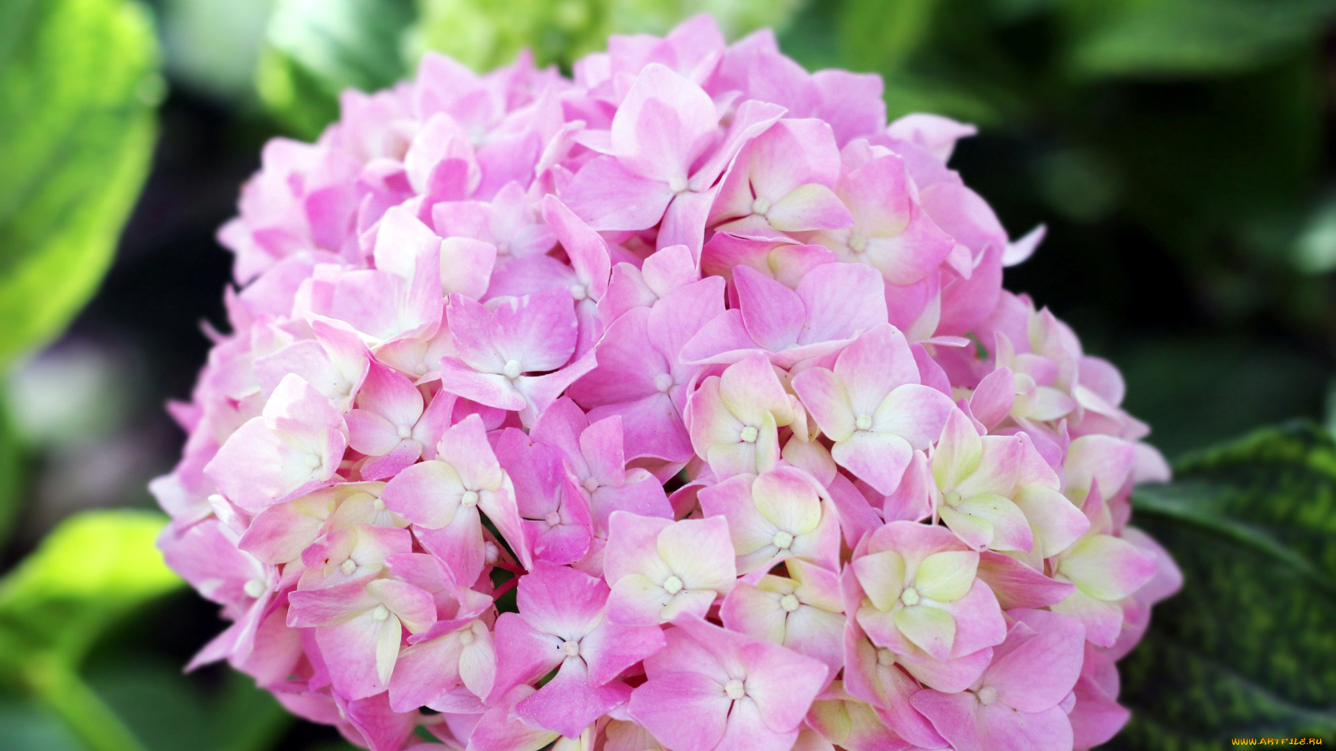 цветы, гортензия, розовая, куст