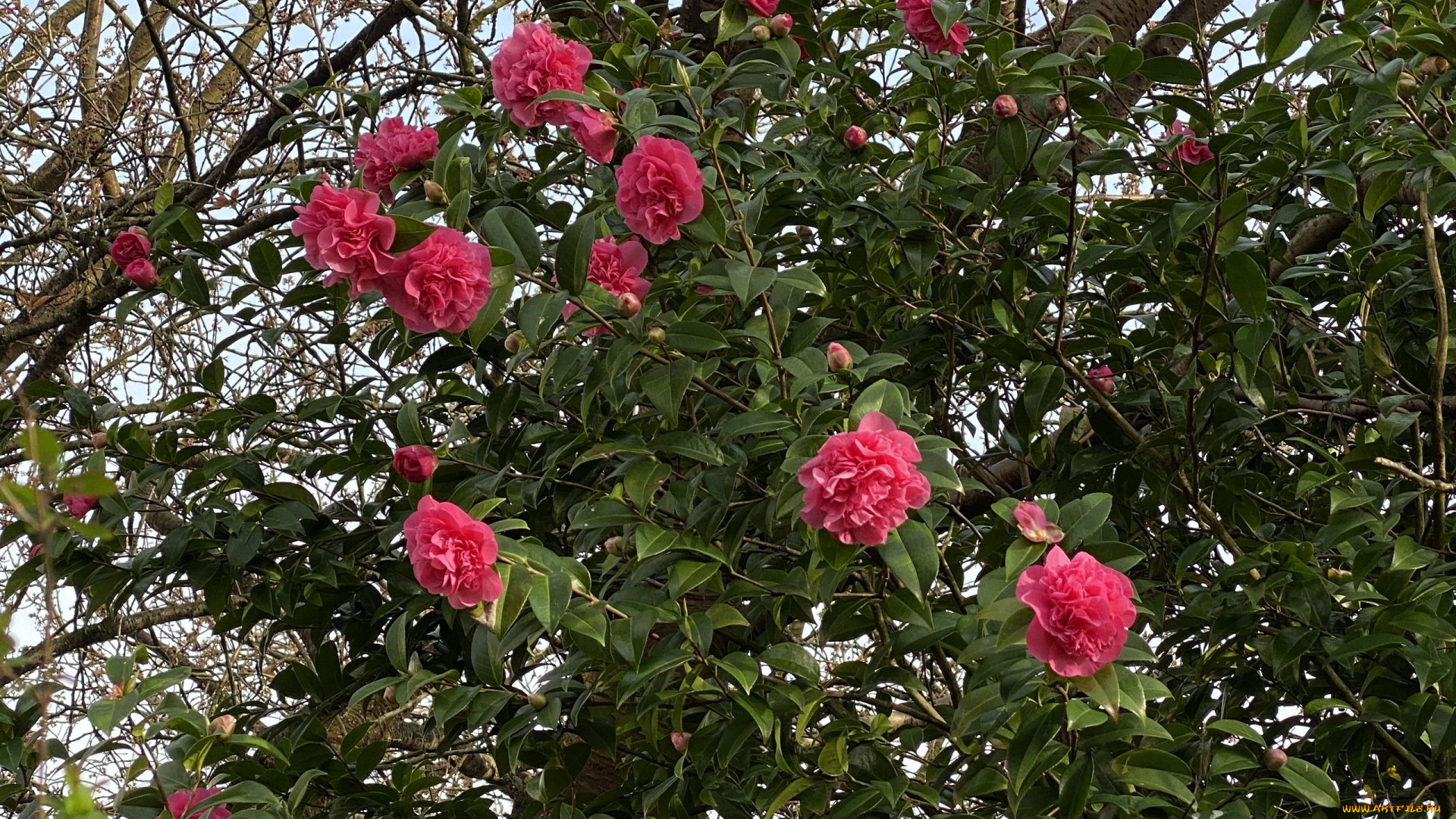 цветы, камелии, розовые, куст