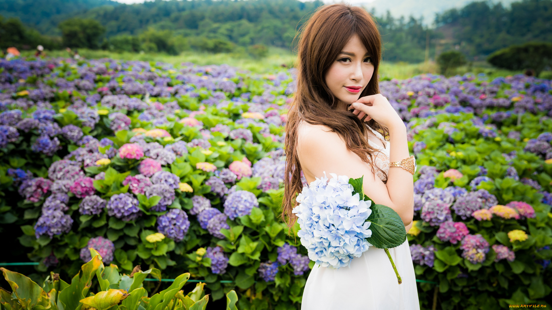 девушки, -, азиатки, шатенка, гортензии