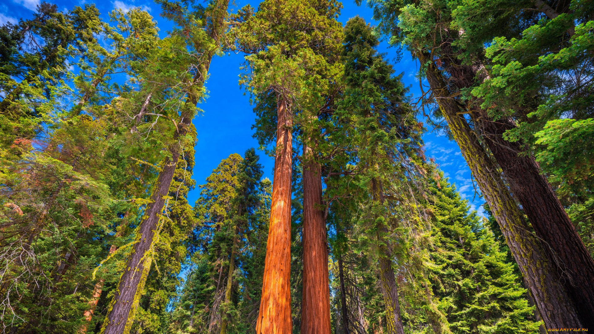 природа, деревья, небо, стволы