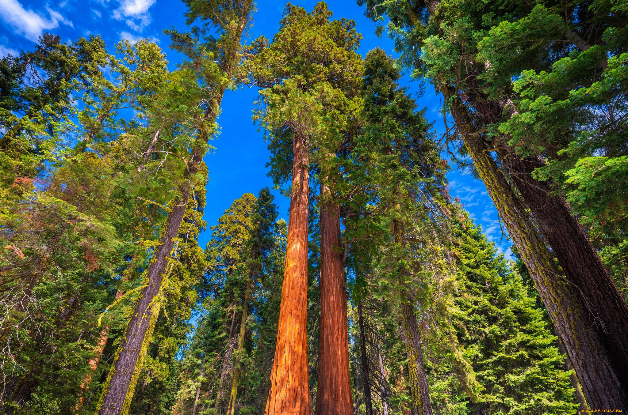 природа, деревья, небо, стволы