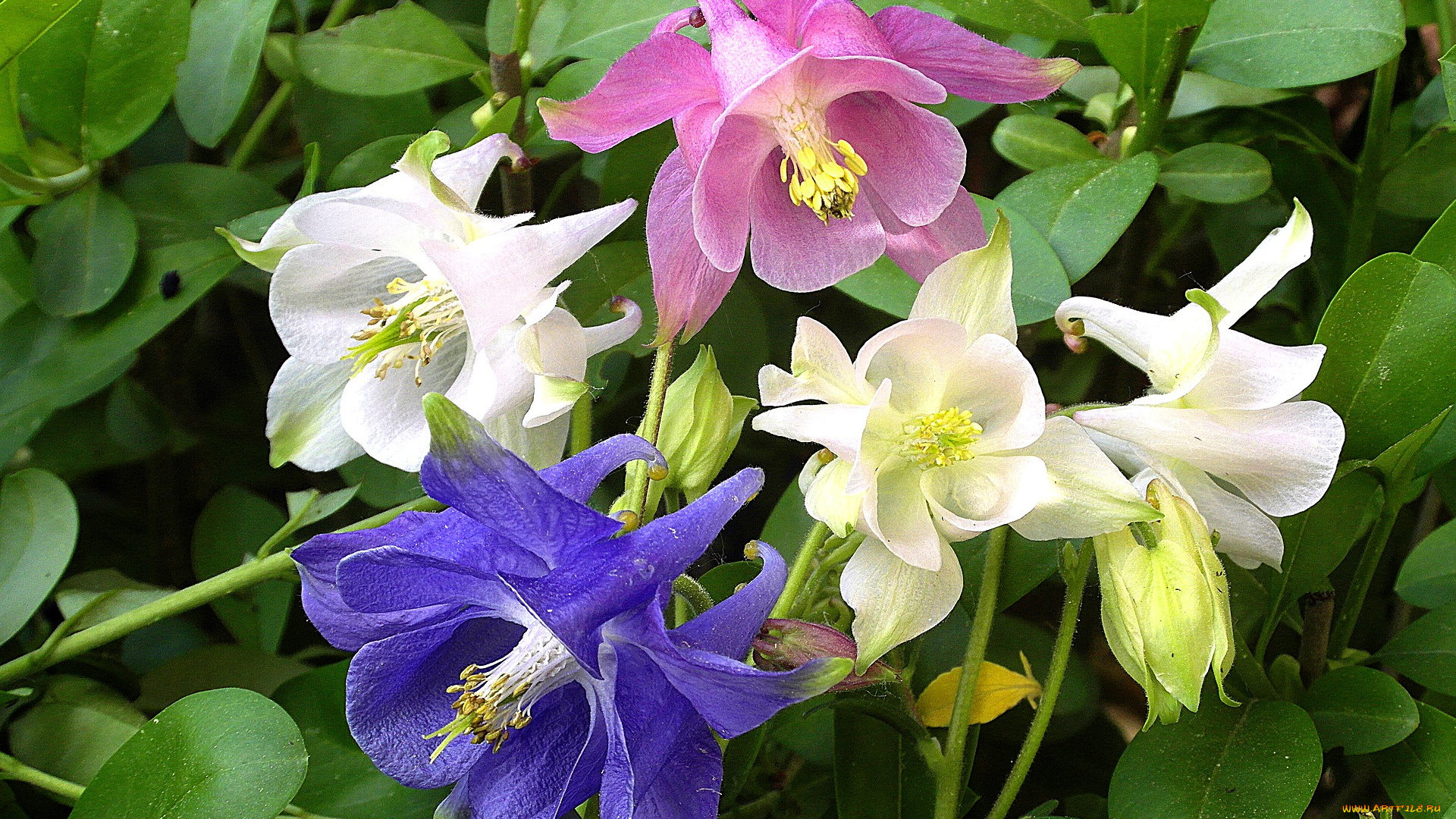 цветы, аквилегия, , водосбор, разноцветная, аквилегия, зеленые, листья