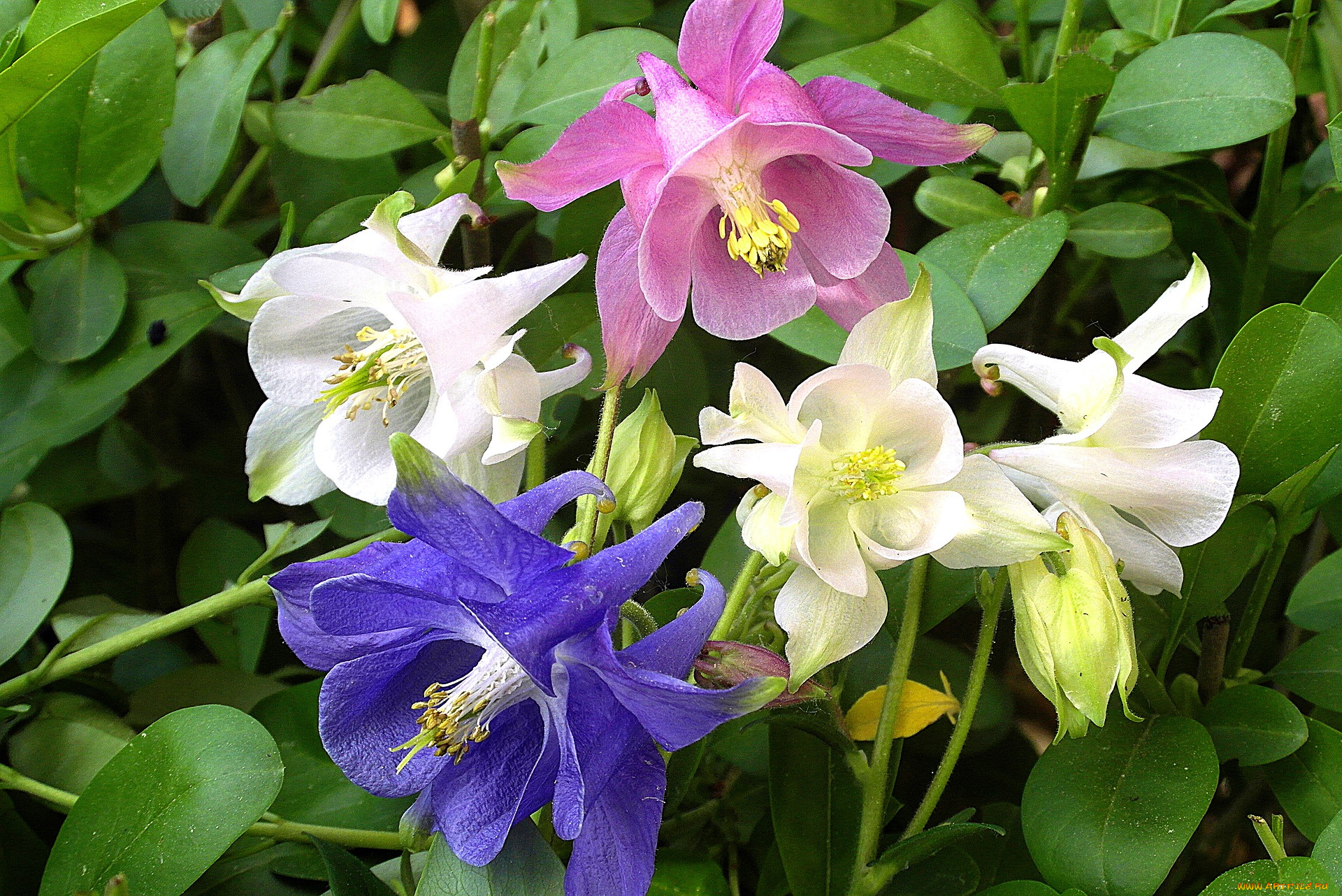 цветы, аквилегия, , водосбор, разноцветная, аквилегия, зеленые, листья