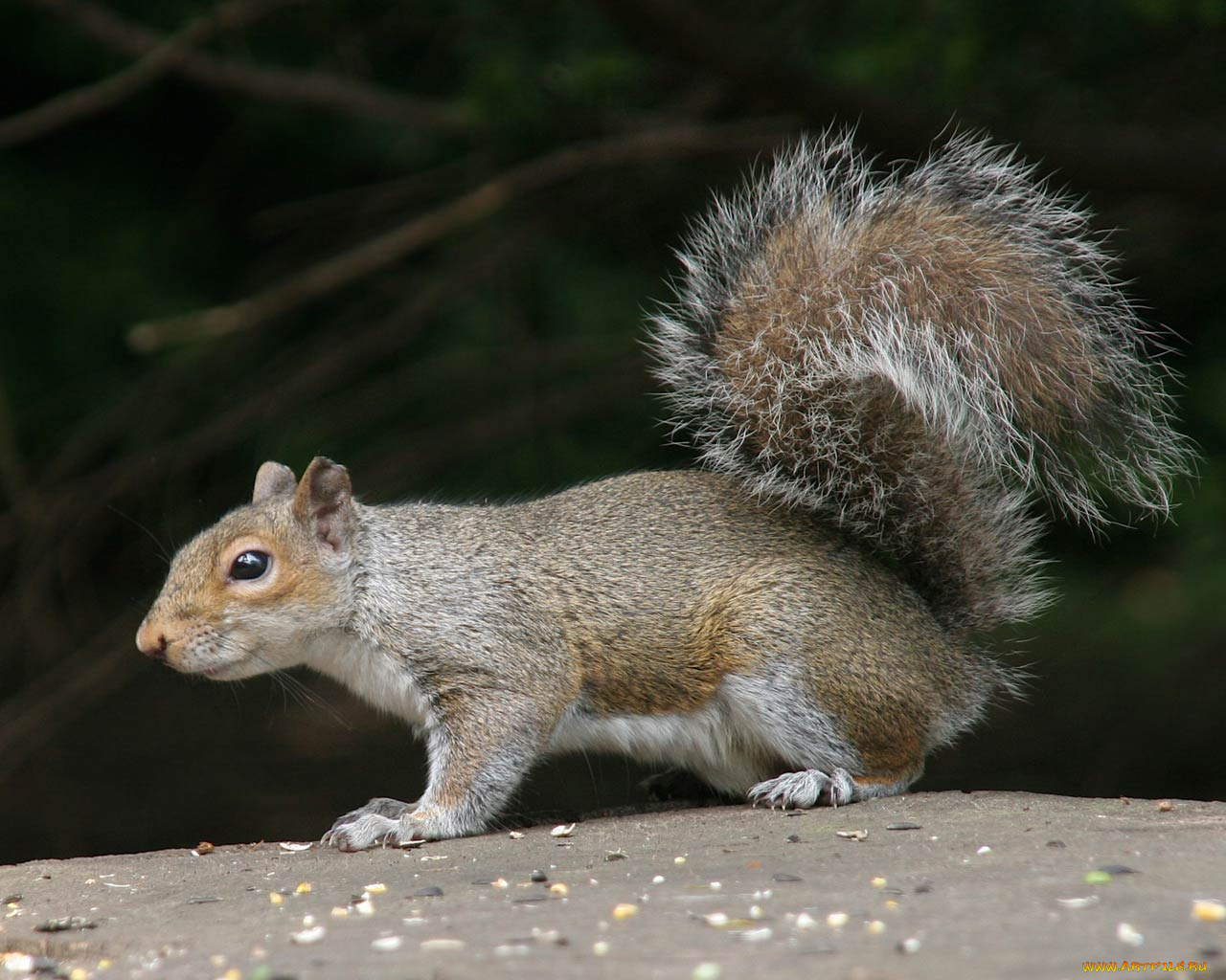 животные, белки