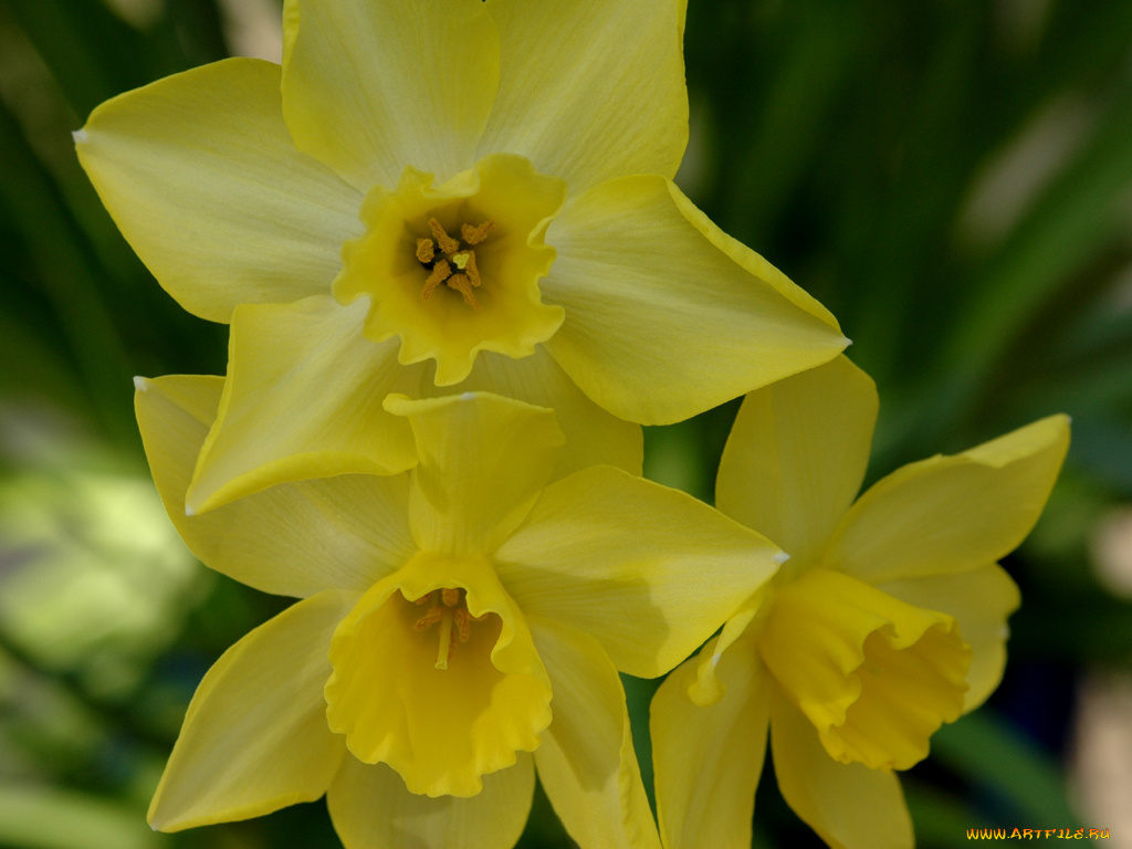 цветы, нарциссы