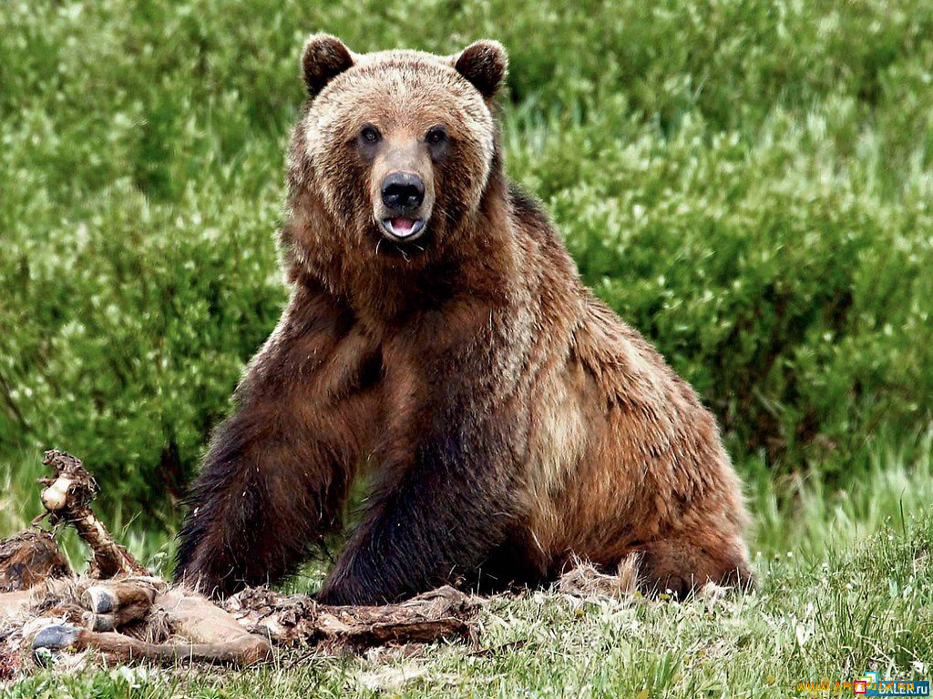 животные, медведи