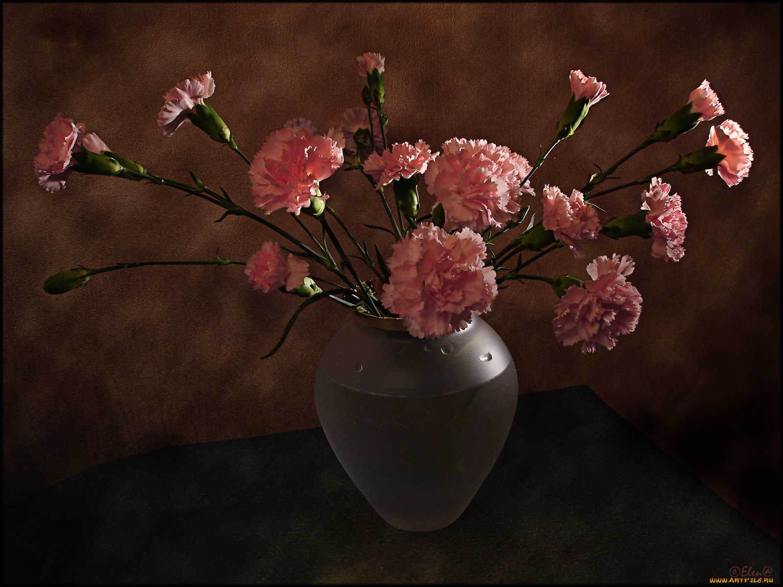 цветы, гвоздики