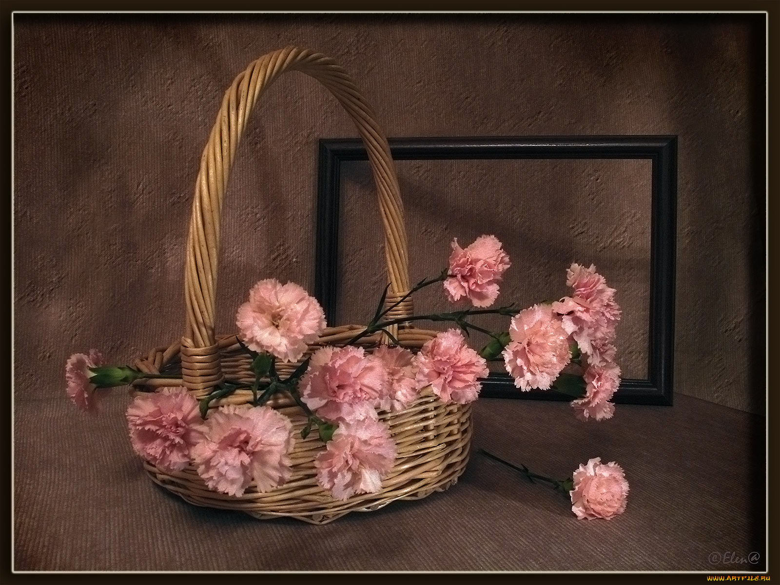 цветы, гвоздики