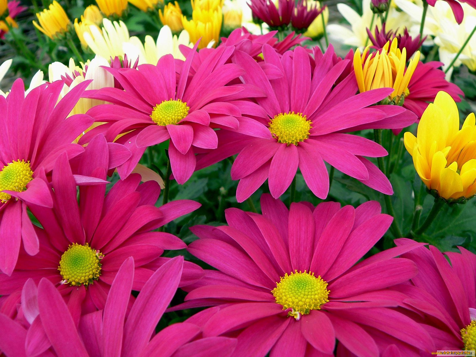 цветы, хризантемы