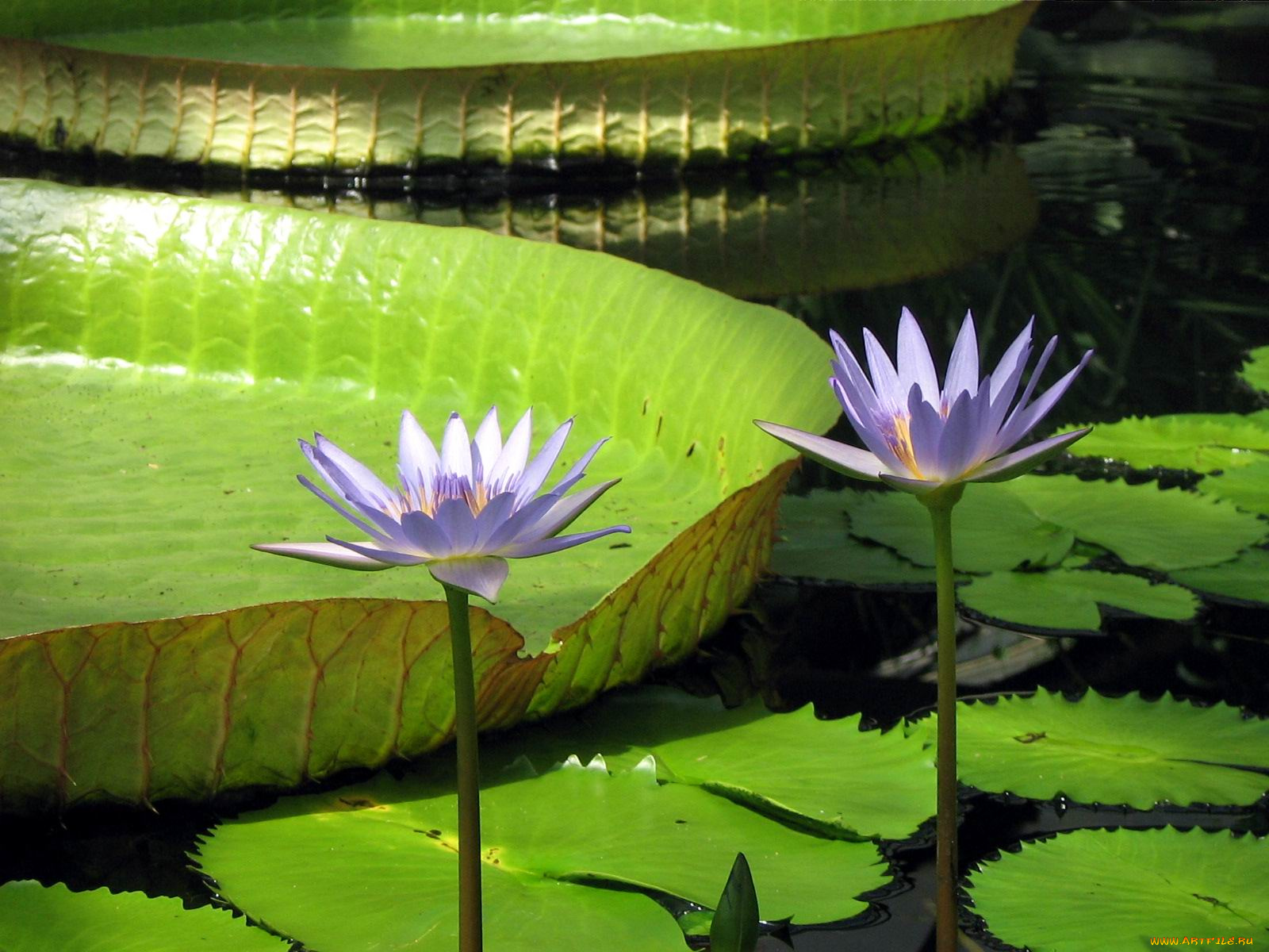 цветы, лилии, водяные, нимфеи, кувшинки