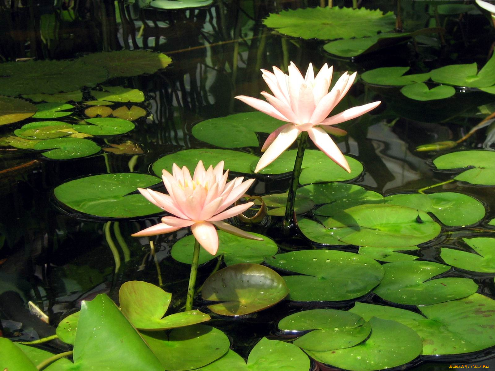 цветы, лилии, водяные, нимфеи, кувшинки