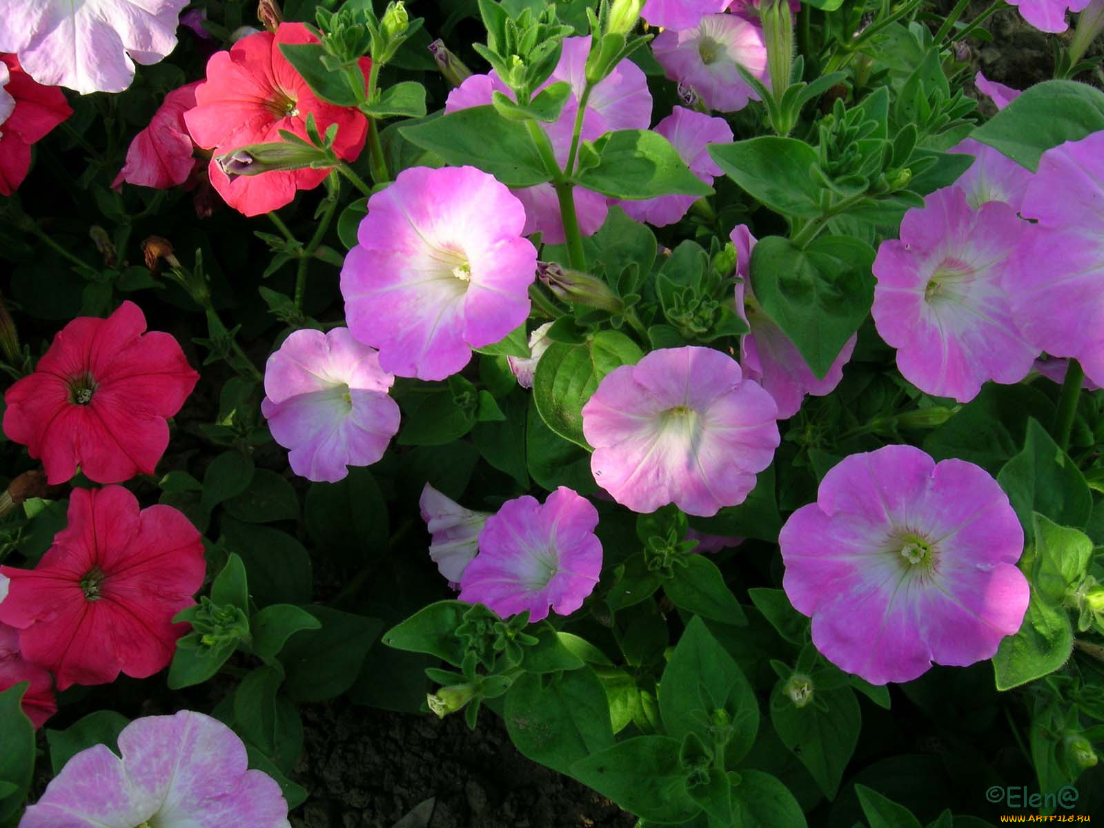 цветы, петунии, калибрахоа