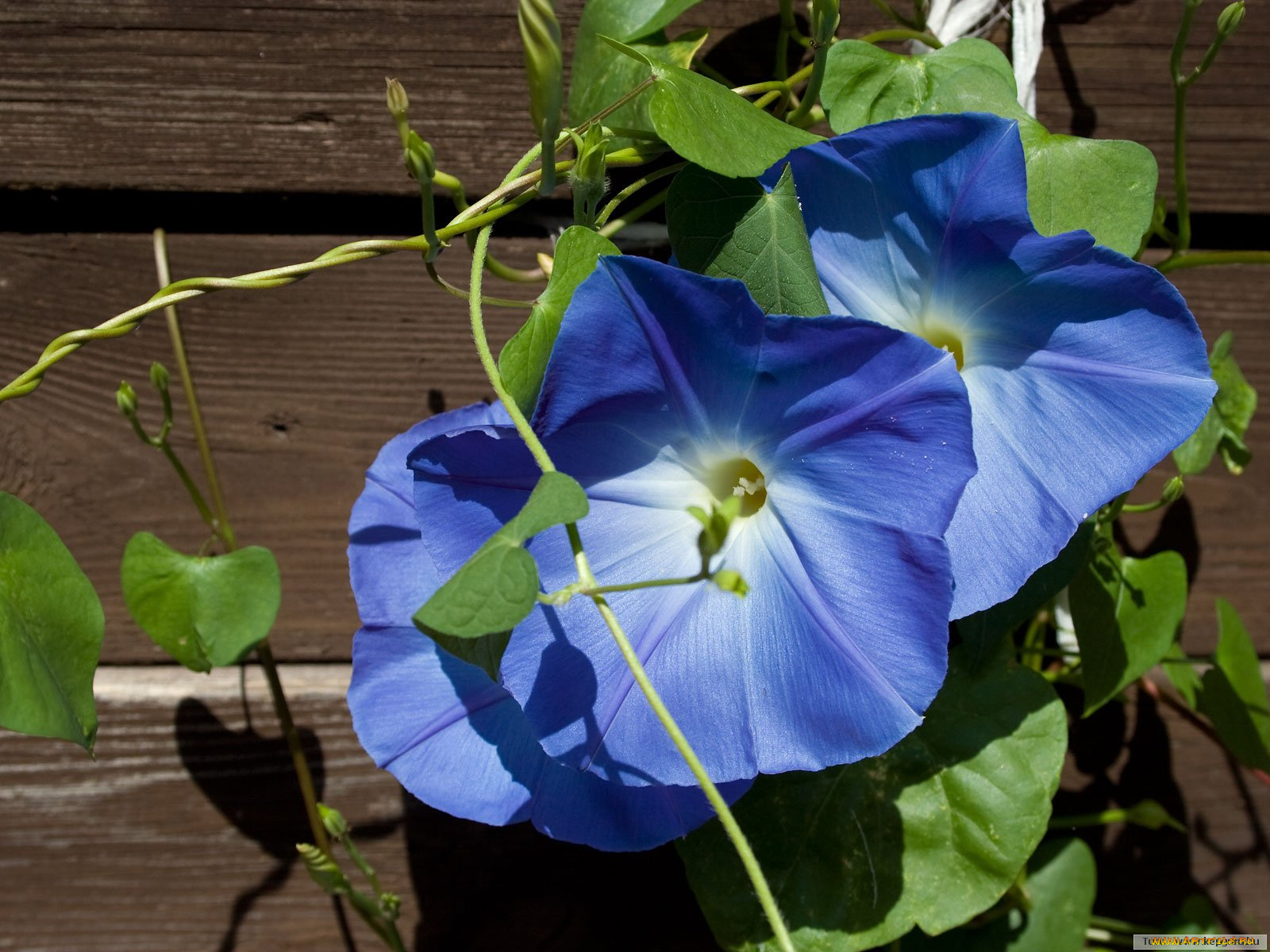 цветы, вьюнки, ипомеи