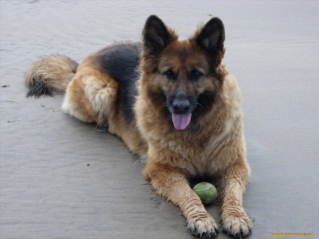 животные, собаки