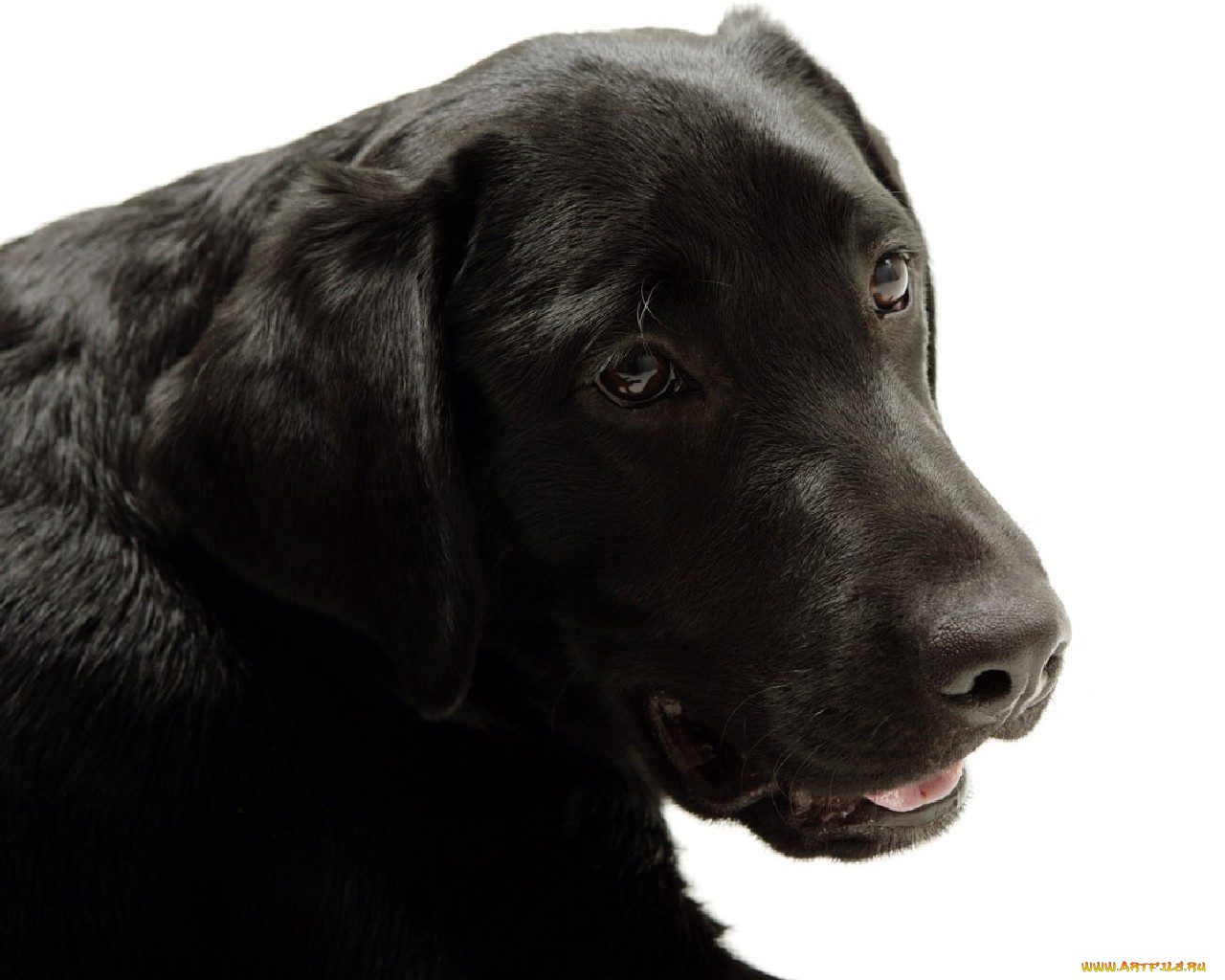 животные, собаки