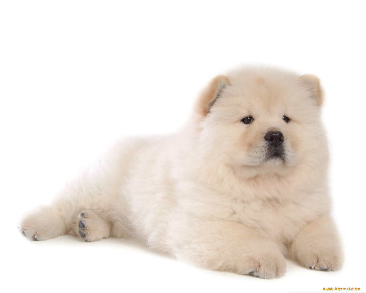 животные, собаки