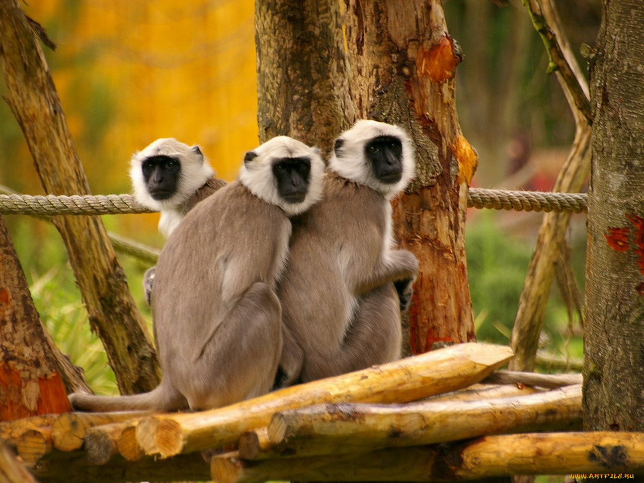 животные, обезьяны