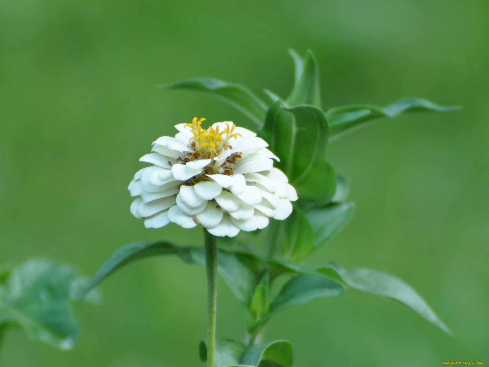 цветы, цинния