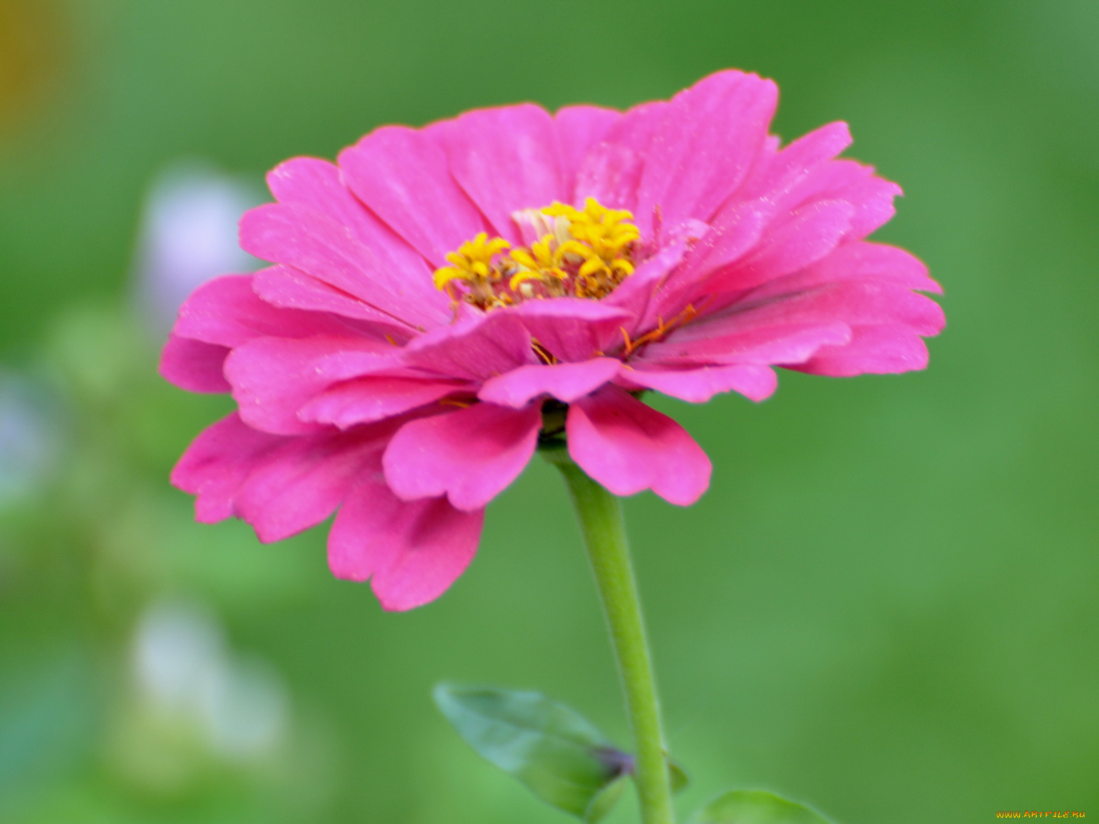 цветы, цинния