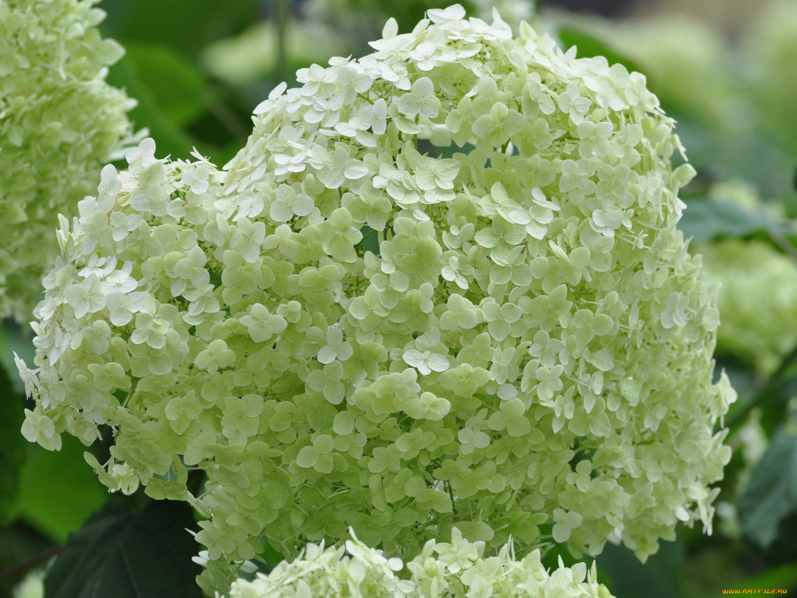 цветы, гортензия
