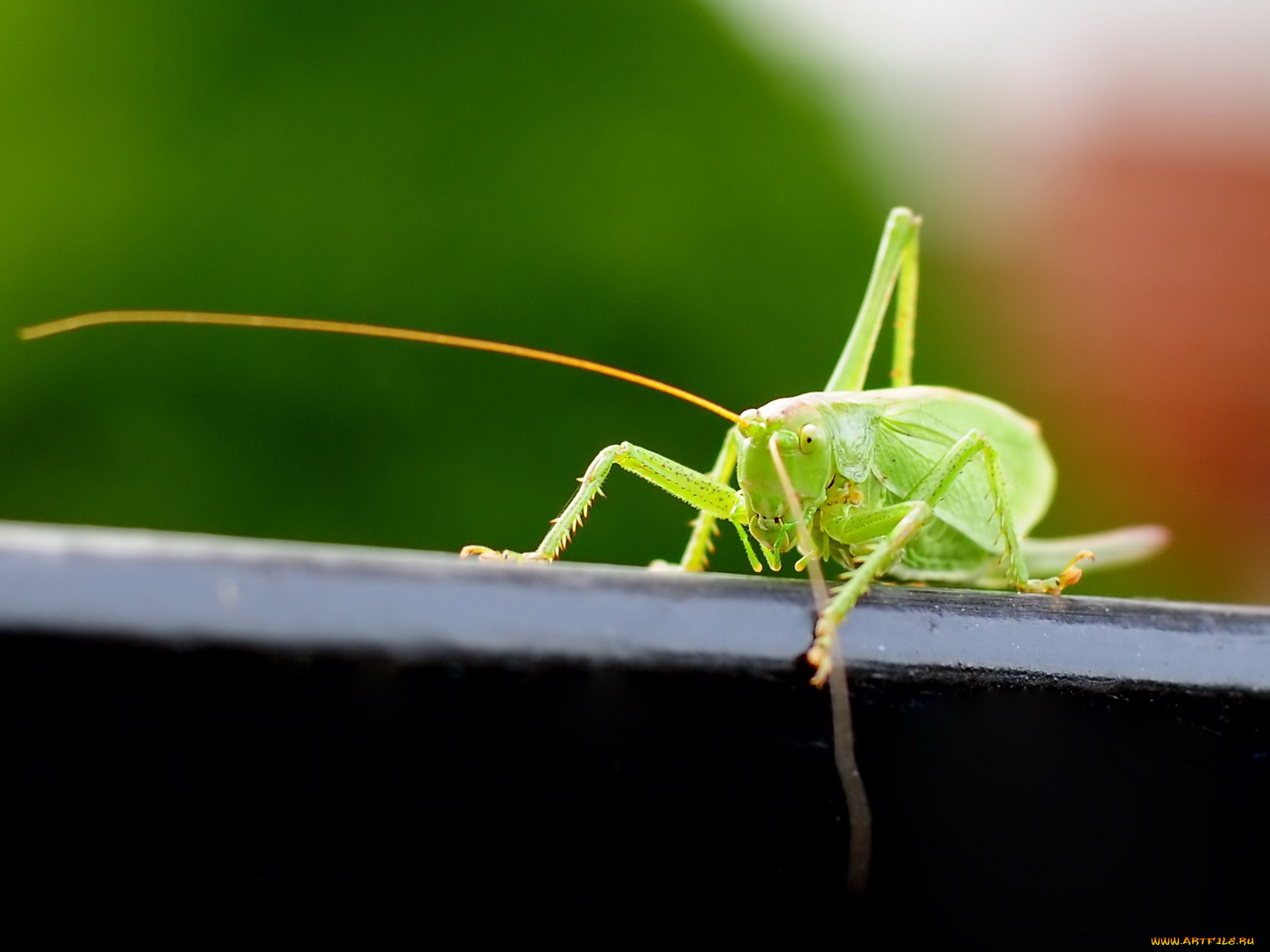 животные, кузнечики, саранча