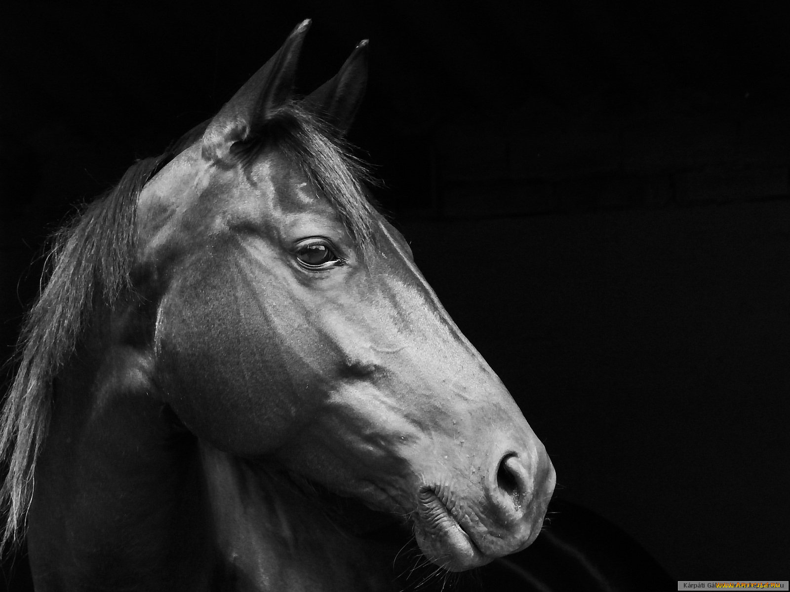 животные, лошади