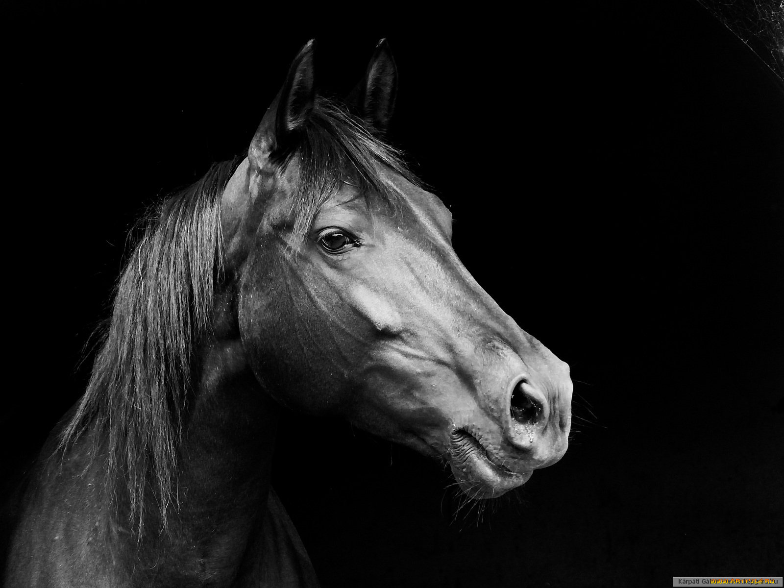 животные, лошади