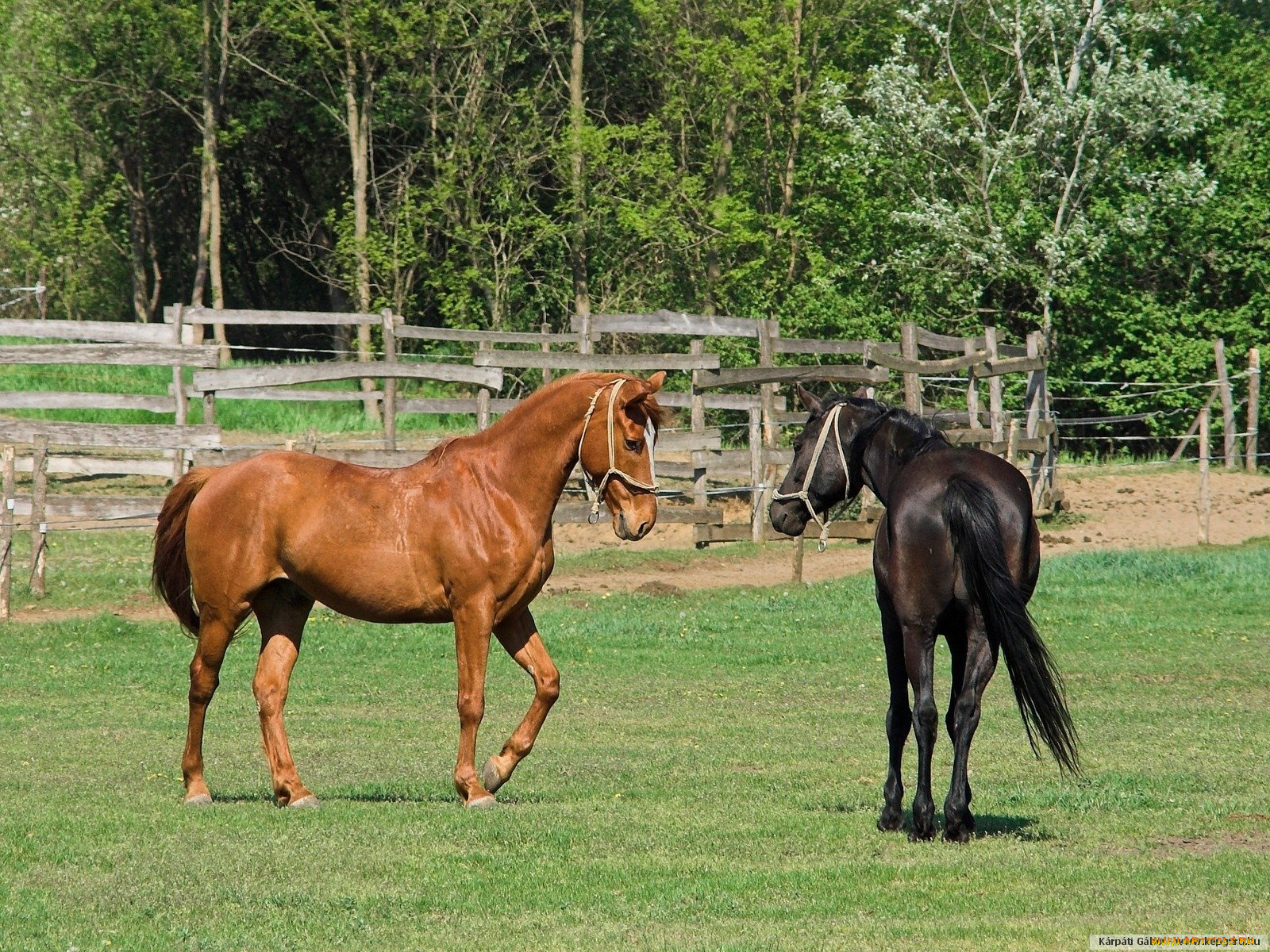 животные, лошади