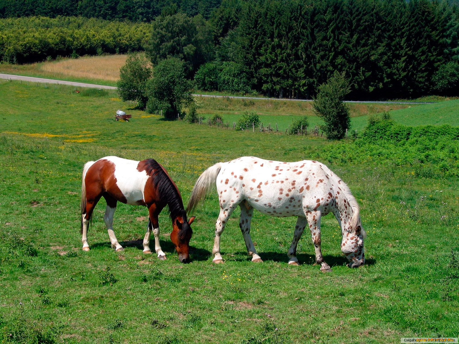 животные, лошади