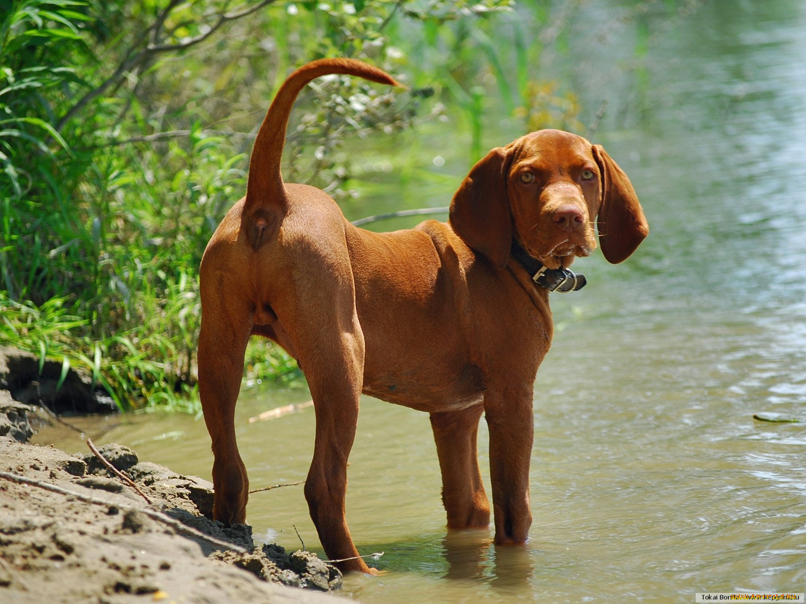 животные, собаки
