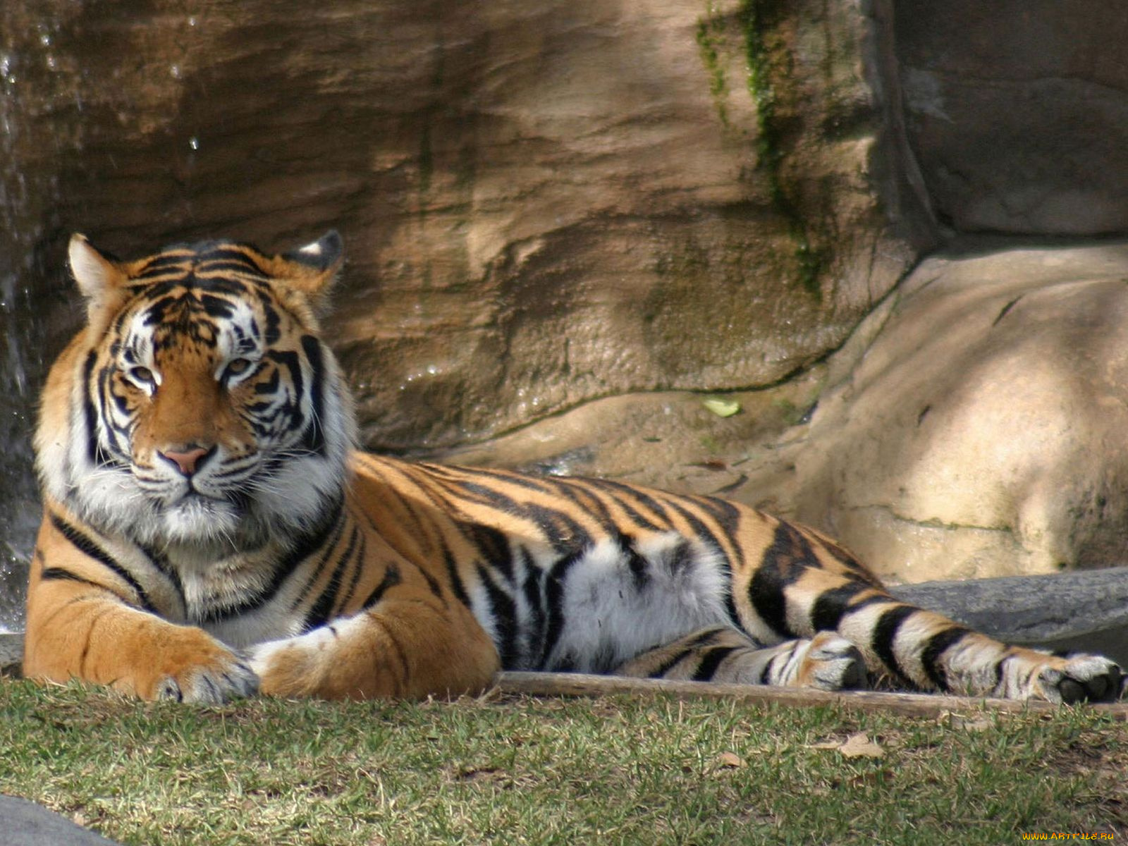 животные, тигры