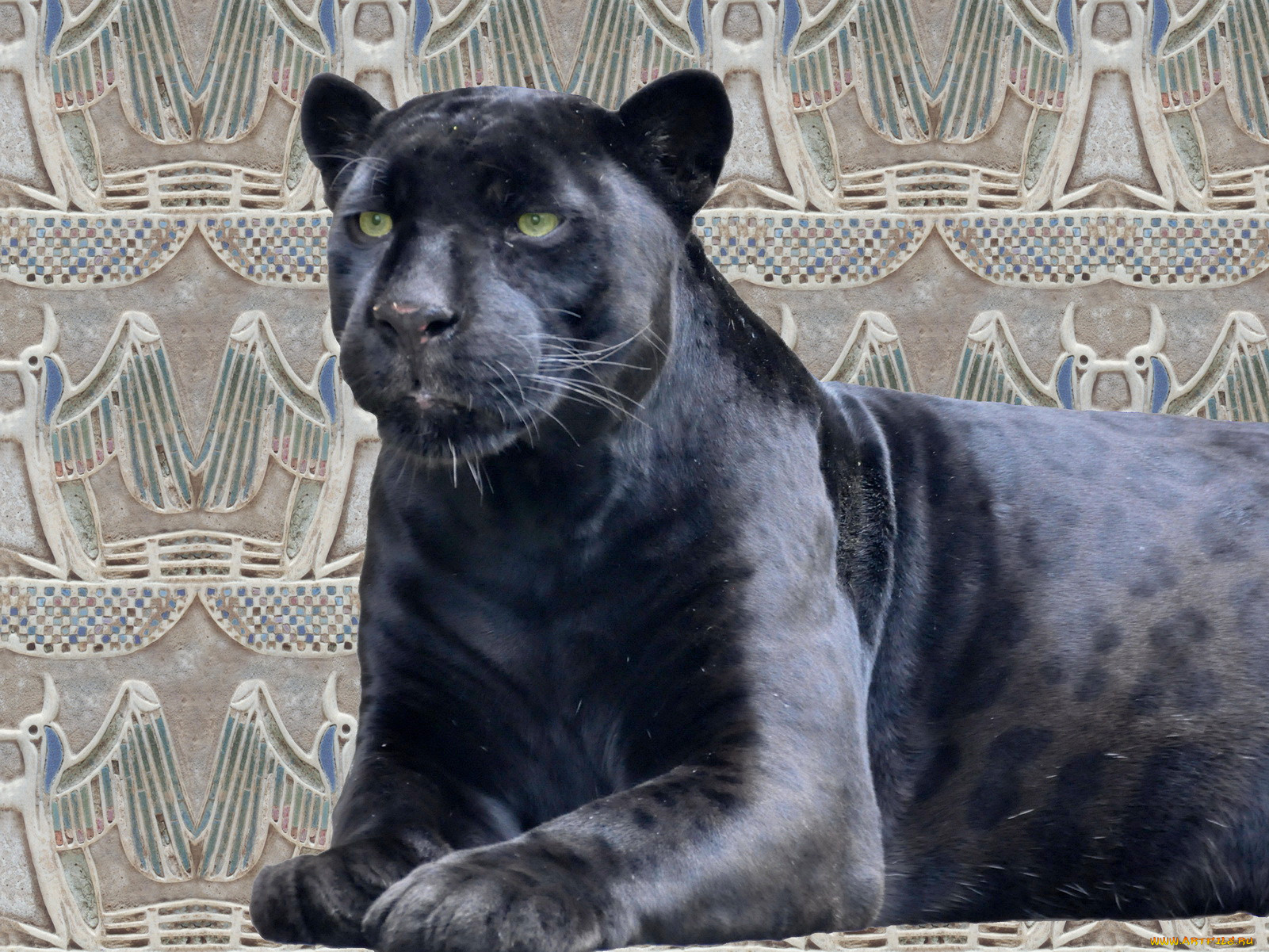 животные, пантеры