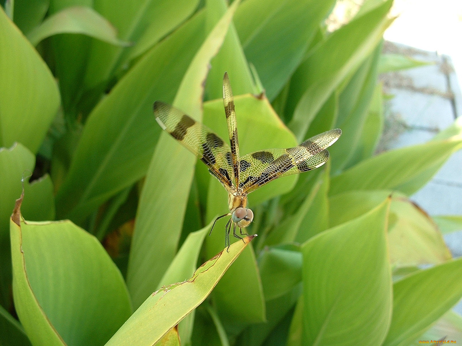 животные, стрекозы, насекомое, листья, стрекоза