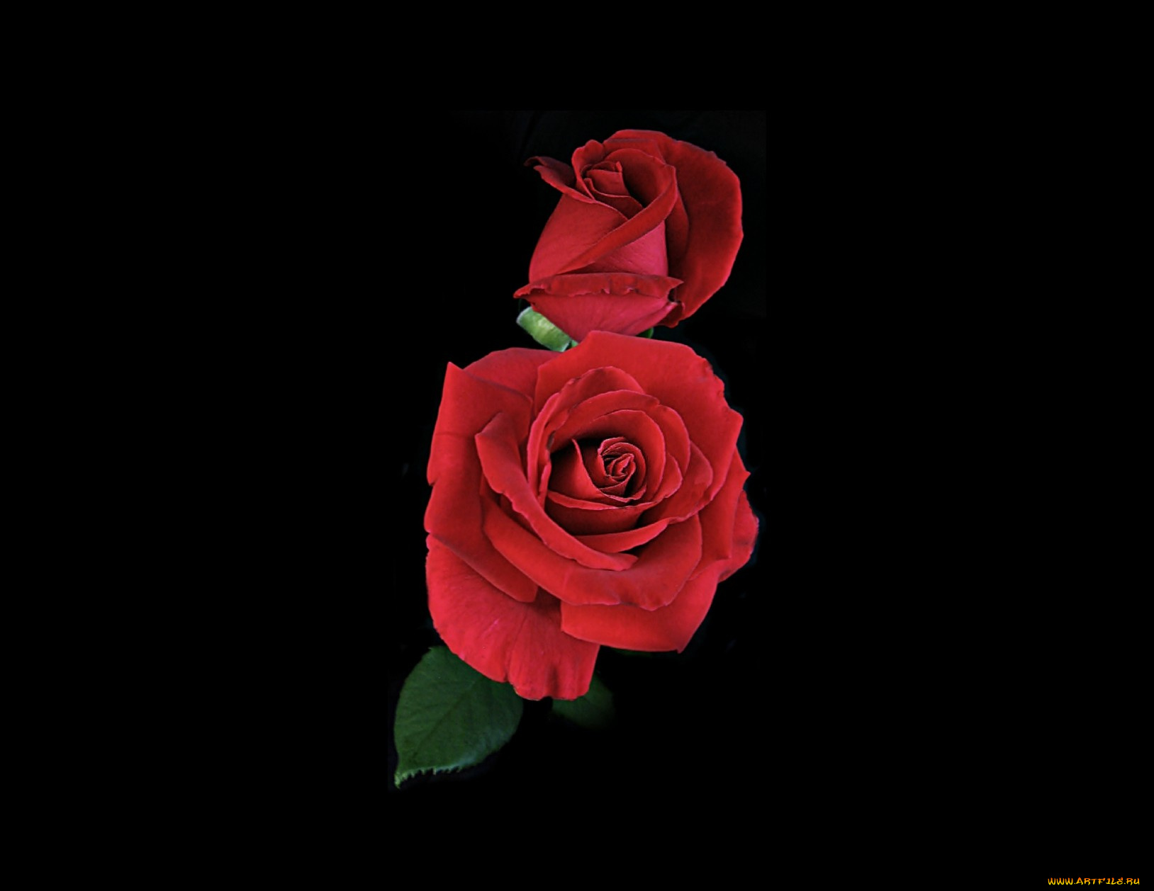 цветы, розы, роза