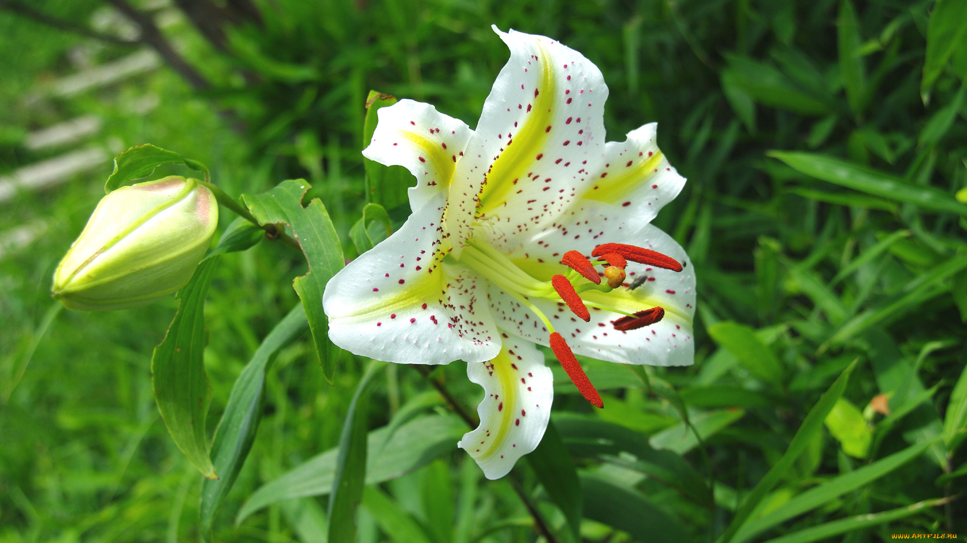 цветы, лилии, лилейники, лилия