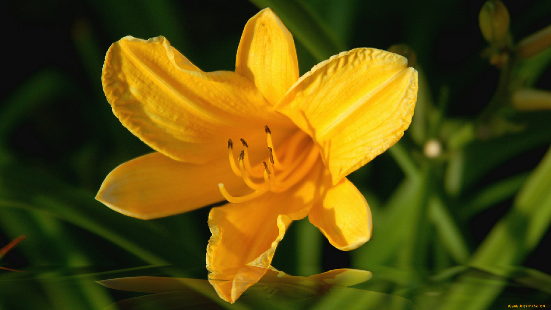 цветы, лилии, лилейники, лилия