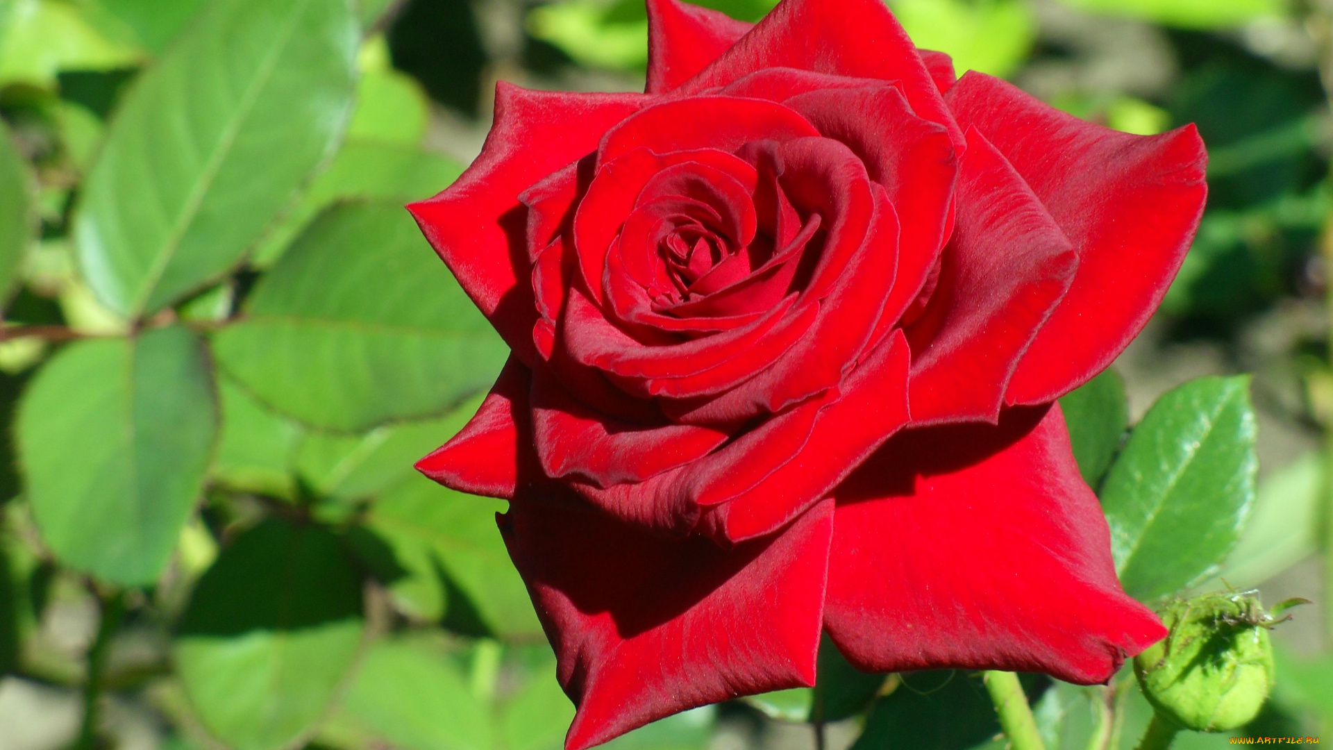 цветы, розы, роза