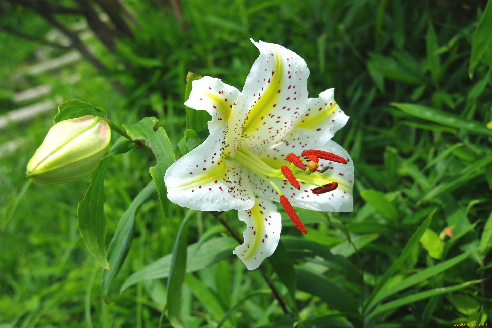 цветы, лилии, лилейники, лилия