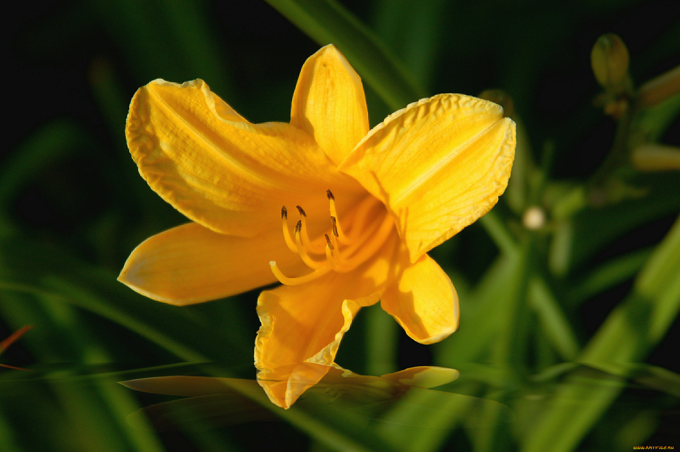 цветы, лилии, лилейники, лилия