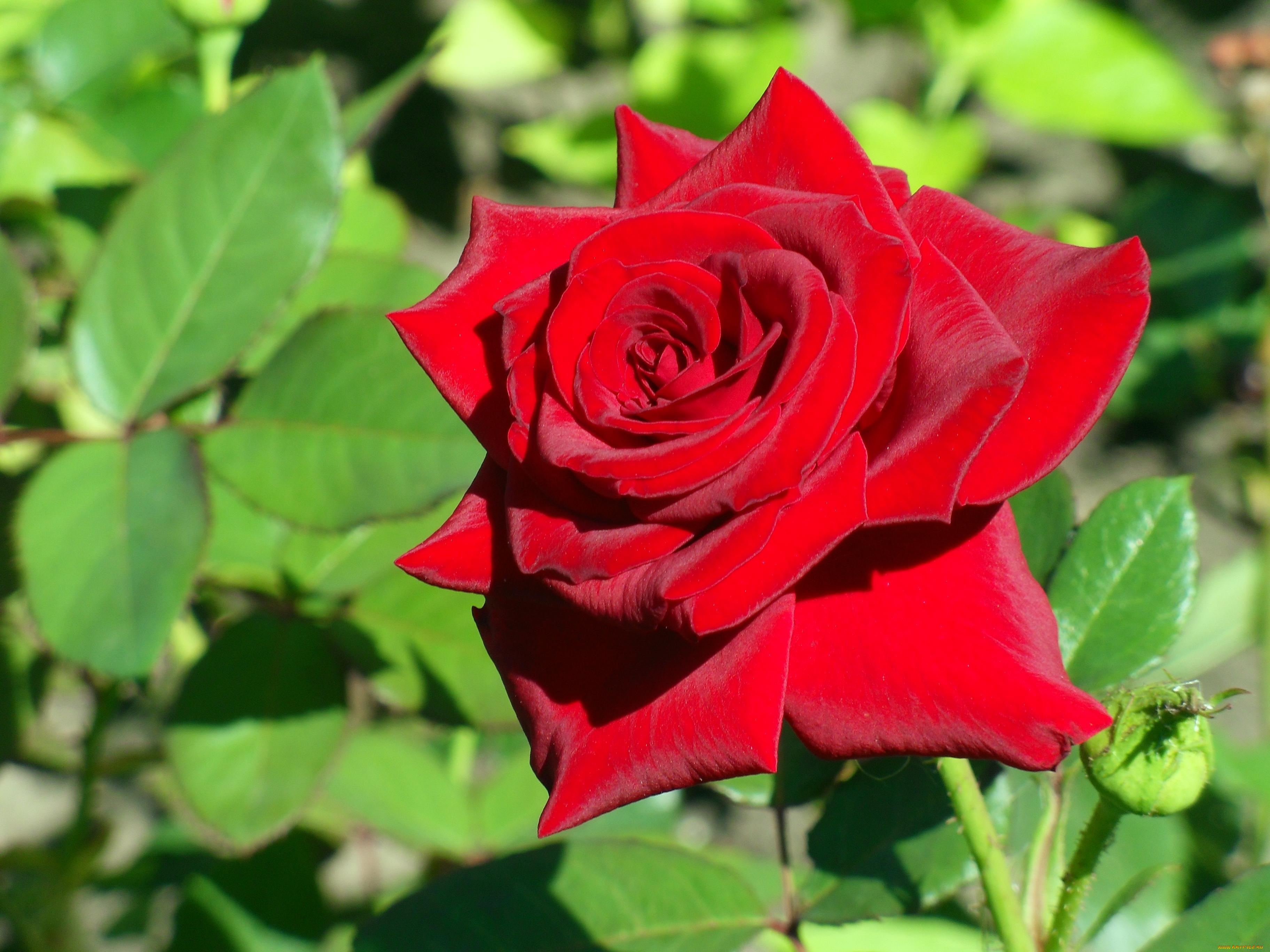 цветы, розы, роза