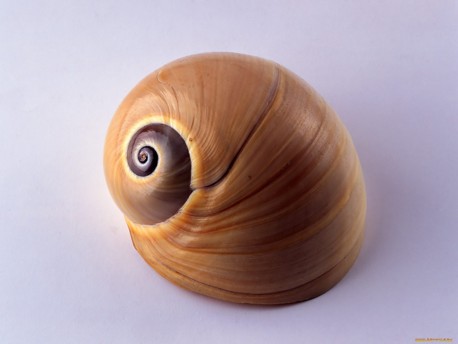 разное, ракушки, кораллы, декоративные, spa, камни, ракушка