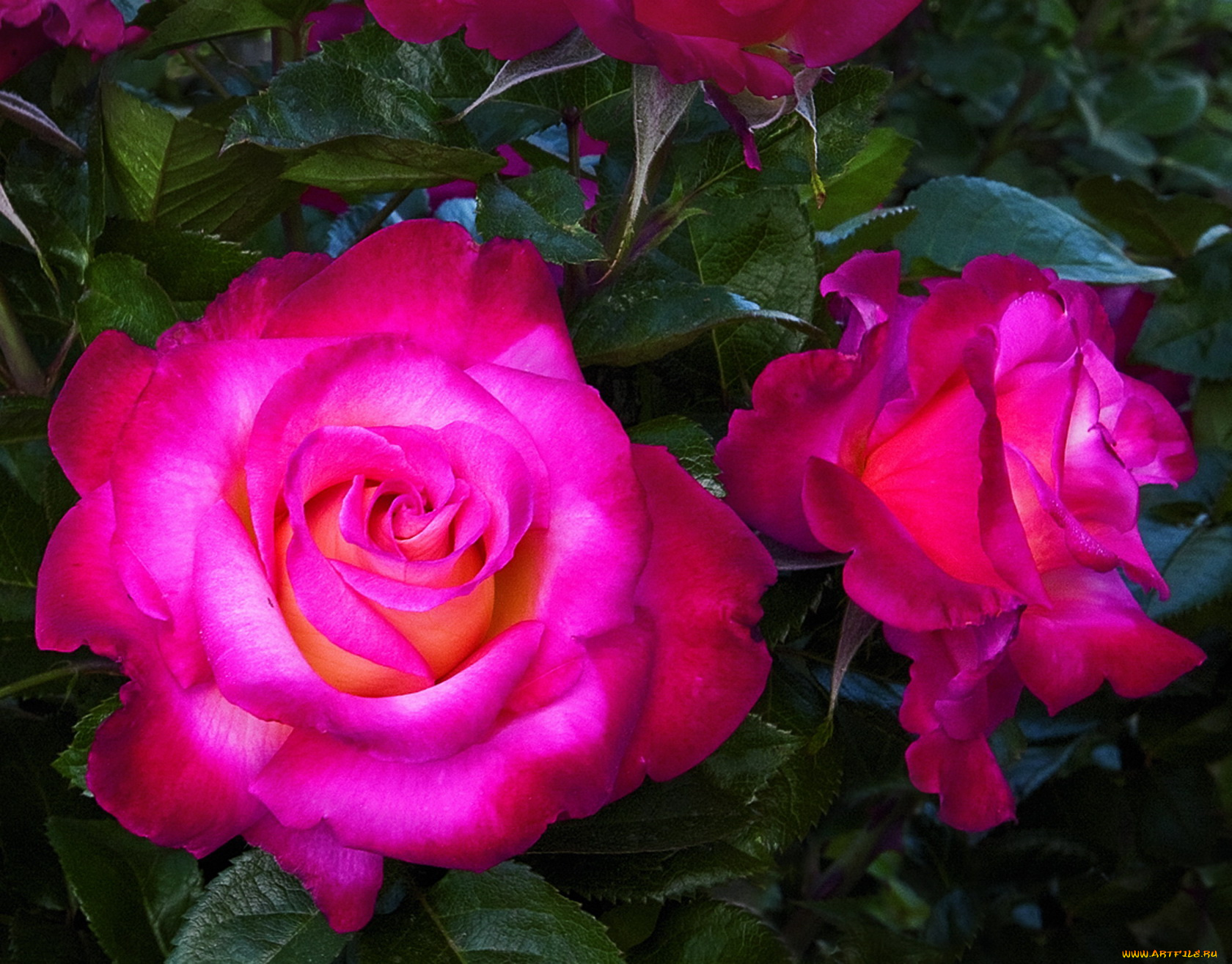 цветы, розы