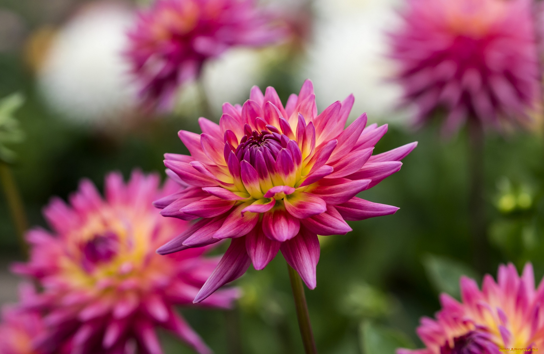 цветы, георгины, лепестки