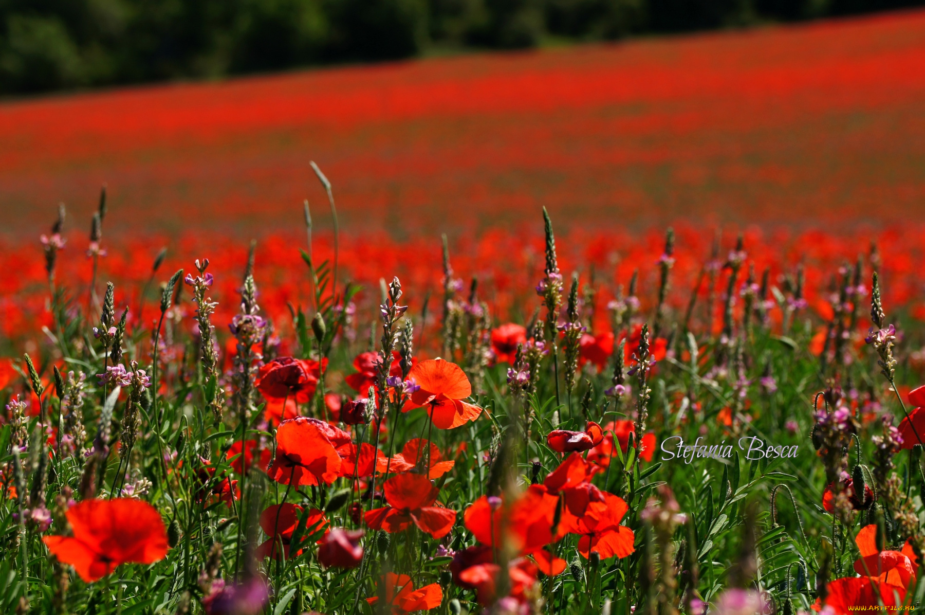 цветы, луговые, полевые, луг, маки