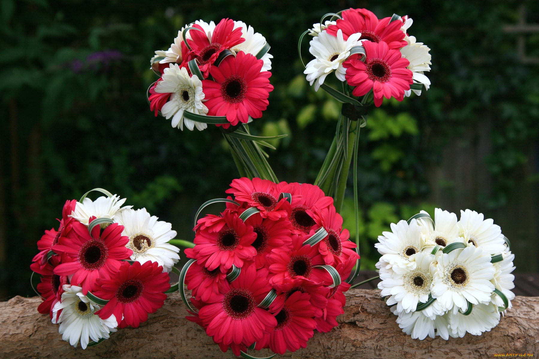цветы, герберы, красный, букеты, белый