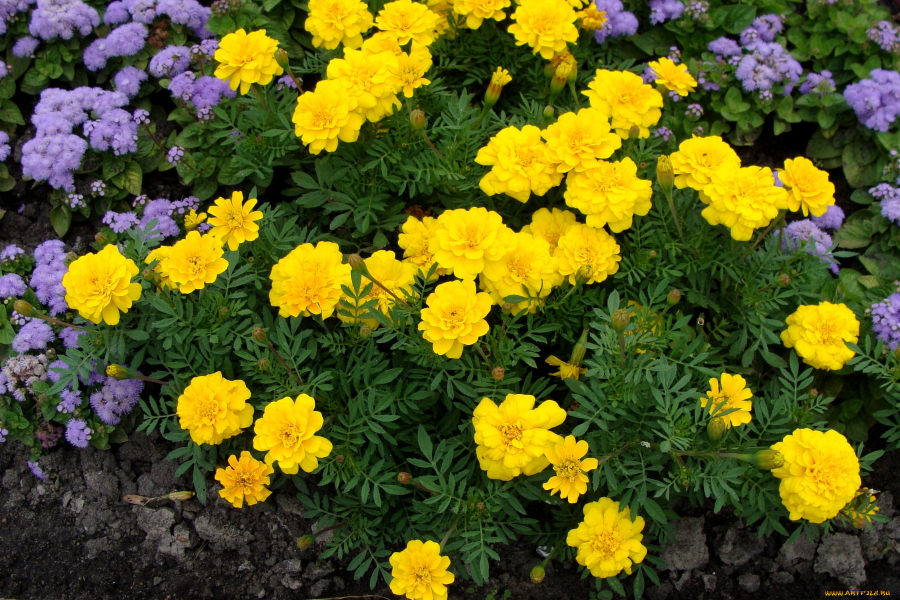 цветы, разные, вместе, бархатцы, агератум