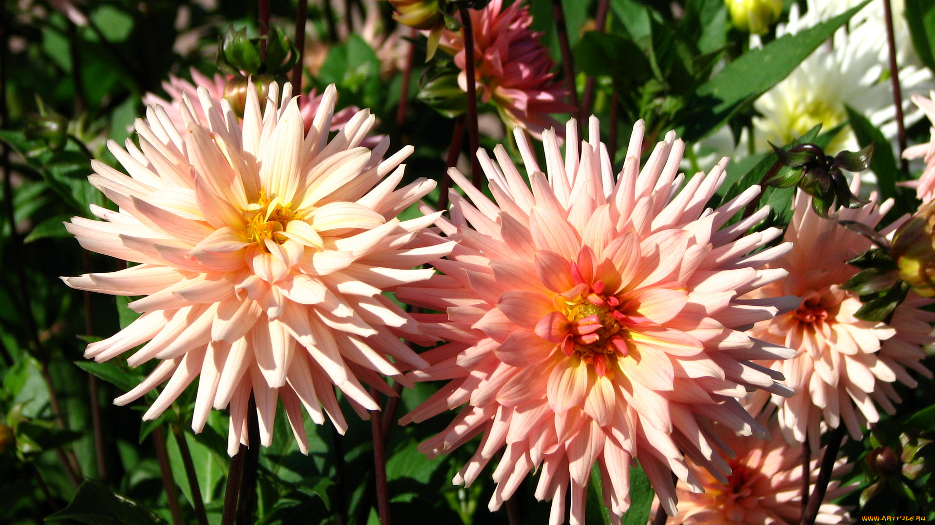 цветы, георгины