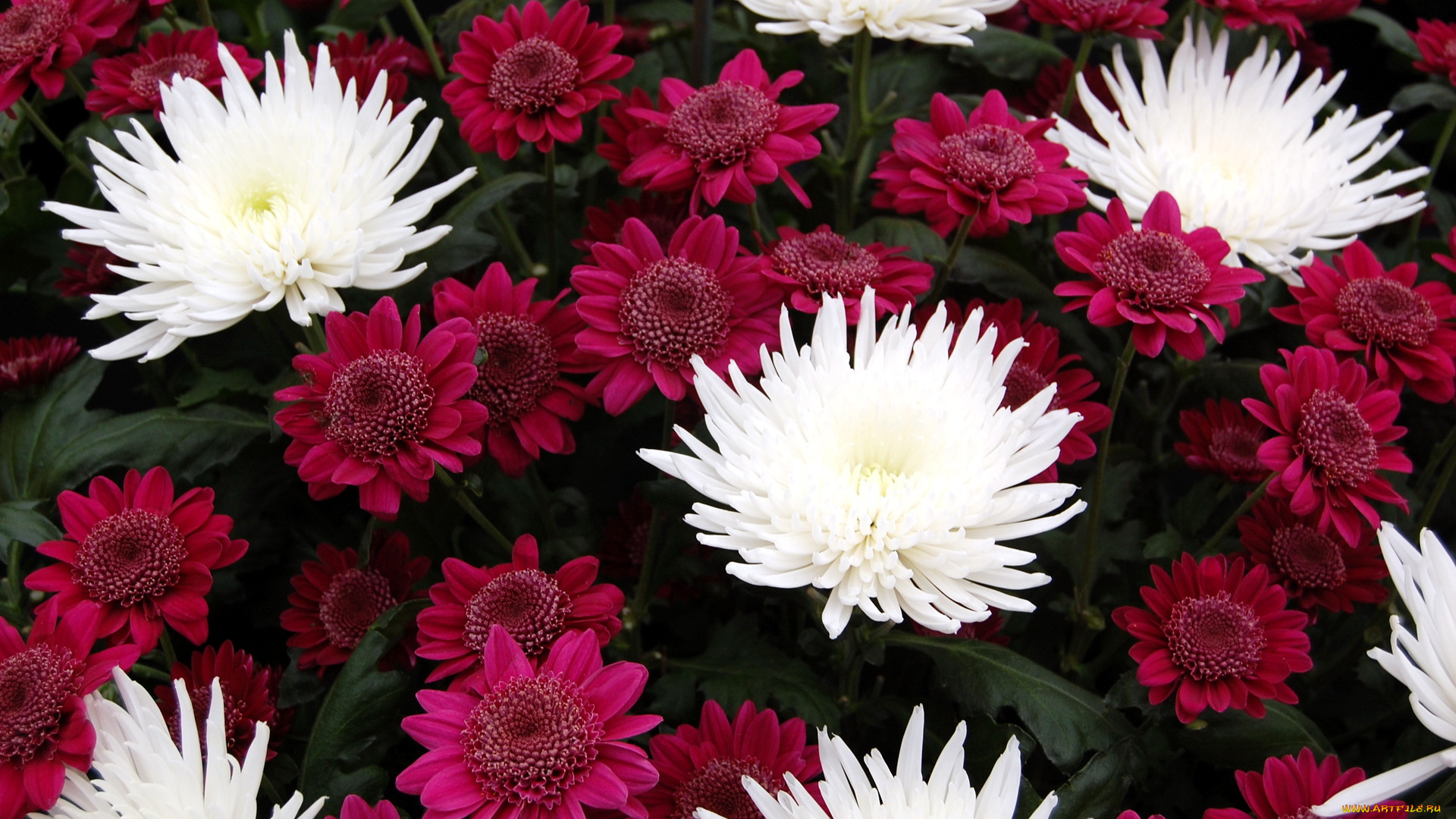 цветы, хризантемы